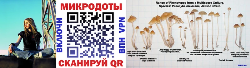 Псилоцибиновые грибы мицелий Курган